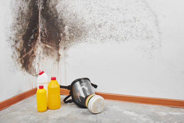 Best Home Mold Removal  in Anadarko, OK