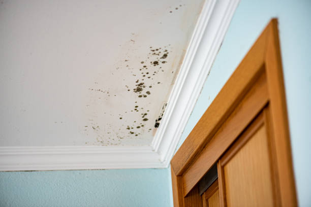 Mold Removal Process in Anadarko, OK